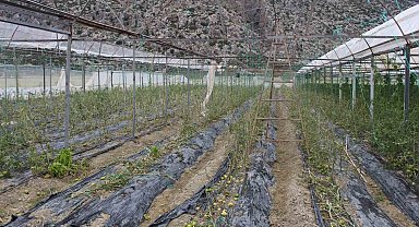 Hortum ve dolunun vurduğu üreticiye sera naylonu desteği