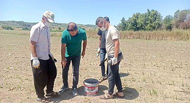 Hububat ekili alanlarda tarla faresi ile mücadele