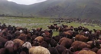 Iğdır'da meydana gelen selden hayvanlar son anda kurtuldu