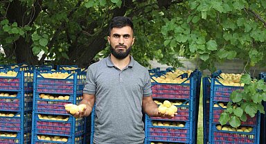 Iğdır'ın sarı altını olan kayısının hasadı başladı