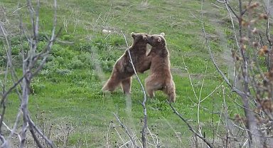 İki boz ayı güreşirken kameralara yansıdı