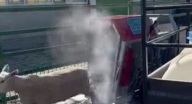 İlaçlanan koyunların sevimlilikleri sosyal medyada büyük ilgi gördü