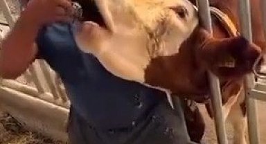 İneğe içki şişesinde sıvı veren şahıs yakalandı