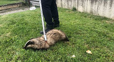 Irmakta mahsur kalan porsuğu itfaiye ekipleri kurtardı