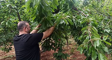 İslahiye'de kiraz hasadı başladı