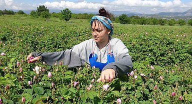 Isparta'da gül hasadı başladı