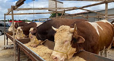 İstanbul göbeği buram buram hayvan kokmaya başladı