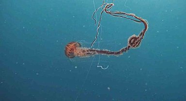 İstanbul'da 4 metrelik zehirli denizanası böyle görüntülendi