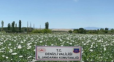 Jandarma 1 milyon 295 bin kök haşhaş bitkisi ele geçirdi