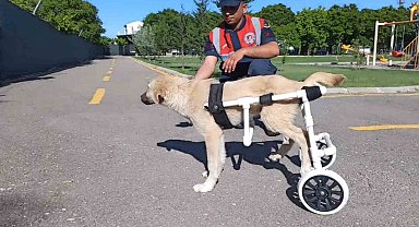 Jandarma, ayağı sakat köpeğe plastik borudan yürüteç yaptı