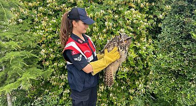 Jandarma tarafından bulunan yaralı baykuş koruma altına alındı