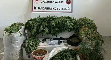 Jandarmadan dev uyuşturucu operasyonu: 23 bin 770 kök haşhaş ele geçirildi