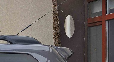 Kaçan kraliçe arı yüzlerce arıyı beraberinde getirdi