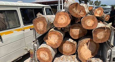 Kamu kurumuna ait 10 ton odunu çalarken yakalandılar