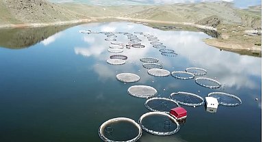 Kandil Barajında ilk alabalık hasadı yapıldı, Avrupa ve Rusya'ya gönderilecek