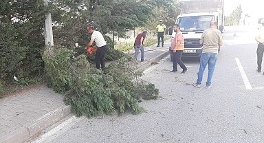 Kara yoluna devrilen iki ağaç kaldırıldı
