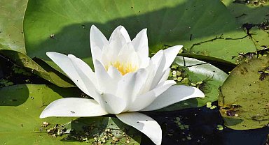 Karacabey Longozu'nda nilüfer çiçekleri açtı