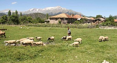 Karadeniz havasının yaşandığı Konya'da besiciler yağışlardan memnun