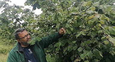 Karadeniz'de sağanak yağışlar ve güneşsiz geçen günler fındık üreticilerini kara kara düşündürüyor
