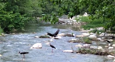 Karaleylekler Kanlıçay'ı mesken tuttu
