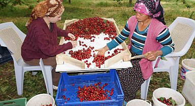 Karaman'da kiraz hasadı başladı