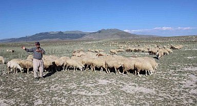 Karapınar'da son yağışlar hayvancılara umut oldu