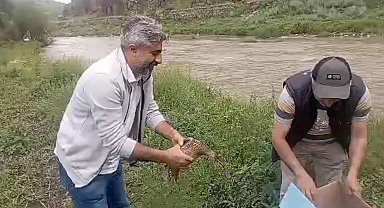 Kars'ta anne ördek yavrularıyla doğal ortama bırakıldı