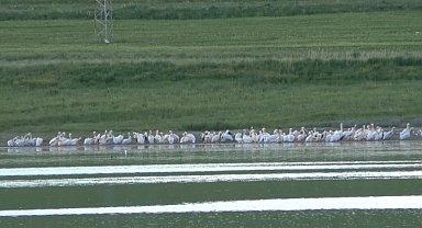 Kars'ta belgeselleri aratmayan görüntüler