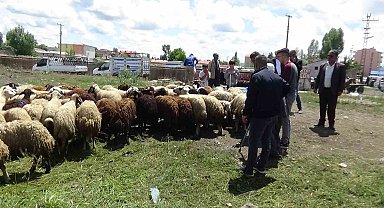 Kars'ta kurbanlık çok, alan yok