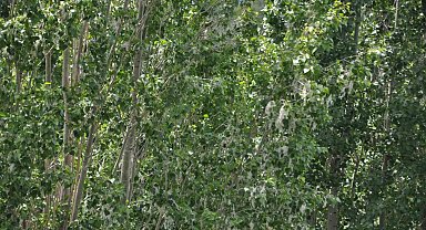 Kars'ta polenli ağaçlar vatandaşları rahatsız ediyor