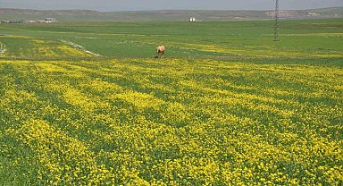 Kars'ta renk cümbüşü yaşanıyor