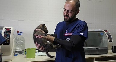 Kars'ta yavru kurtlar biberonla besleniyor