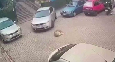 Kartal'da yerde yatan köpeği otomobiliyle ezerek telef etti