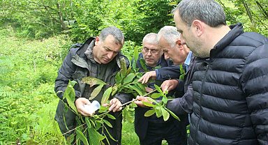 Kastamonu'da katil arılara karşı mücadele sürüyor