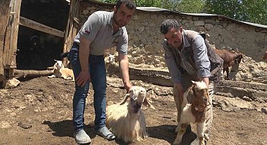 Kastamonu'da kurtlar 50 kurbanlık hayvanı telef etti