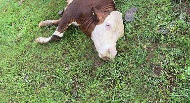 Kastamonu'da üzerine yıldırım düşen büyükbaş hayvan telef oldu