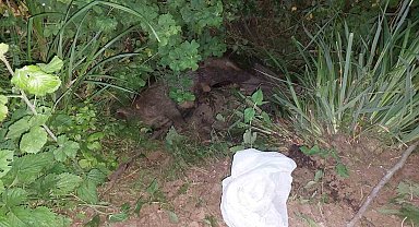 Kdz. Ereğli'de 2 yetişkin domuz ölüsü bulundu