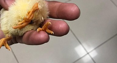 Kdz. Ereğli'de üç ayaklı civciv dünyaya geldi