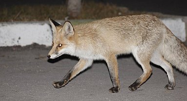 Kediyle tilkinin yemek mücadelesi yüzlerde tebessüm oluşturdu