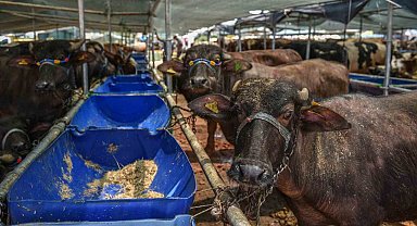 Kepez 'de 3 satış, 9 kurban kesim noktası