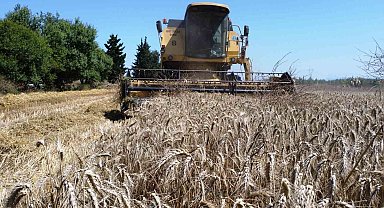 Kepez'in buğday tarlalarında hasat sevinci