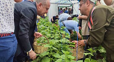 Keşan'da Tarım Bölümü öğrencilerinin serada yetiştirdiği salatalıklar hasat edildi