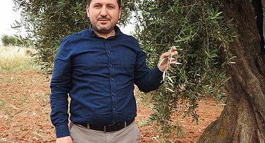 Kilis'te zeytin üreticilerinin umutlu bekleyişi başladı