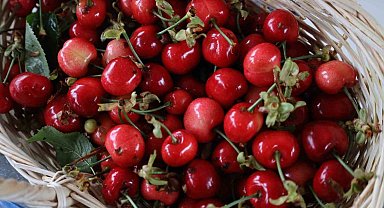 Kiraz Festival için geri sayım başladı