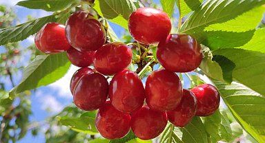 Kiraz hasadında sona gelindi