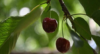 Kiraz yarışmasının ödülleri belli oldu