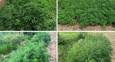 Kırklareli'nde 13 bin 800 kök Hint keneviri ele geçirildi