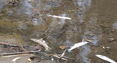 Kırklareli'nde balık ölümleri tedirgin etti