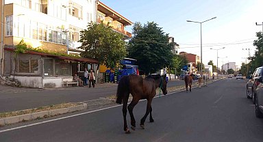 Kırklareli'nde başıboş atlar trafiği tehlikeye sokuyor
