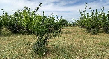 Kırklareli'nde parçalanmış ceset bulundu